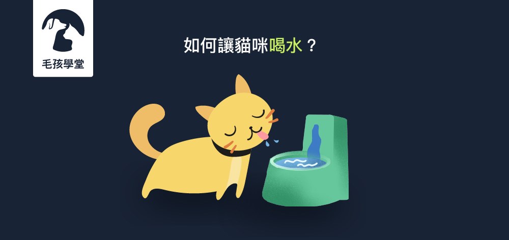 貓咪每天要喝多少水才夠呢？貓咪喝水量計算公式與補水方式評比